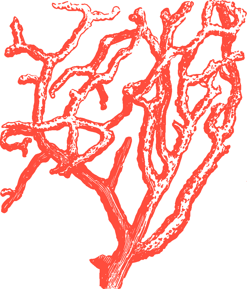 Filigran & finessenreich FIO Koralle